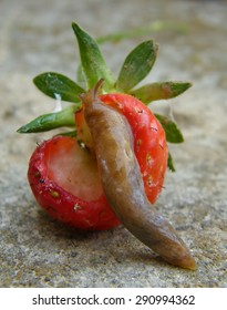 Slug Eating A Strawberry