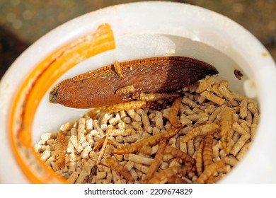 The Slug Eats Pellet Food From The Quails