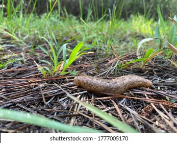 Slug Found On Trail After Rainy Day