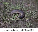 slug in the ground