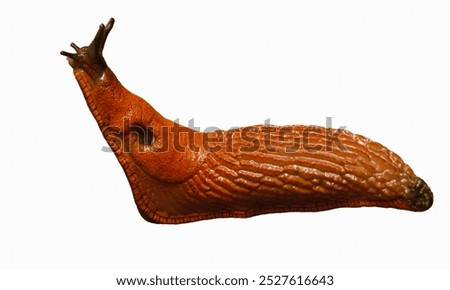 Slug Isolated in Muddy Background