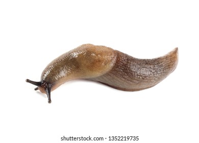 Slug Isolated On White