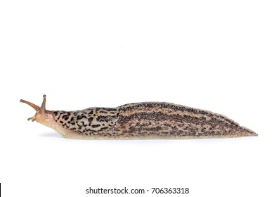 Slug Isolated On A White