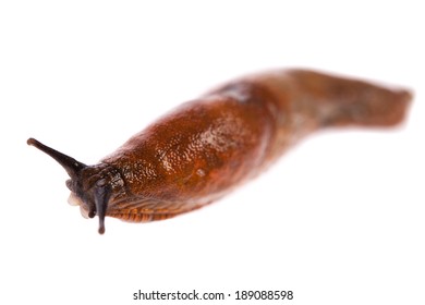 Slug Isolated On White Background