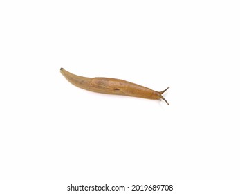 Slug Or Land Slug Isolated On White Background