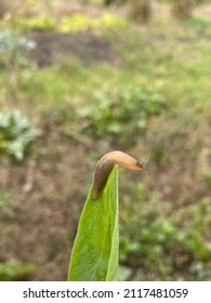 Slug Leaf Summer Nature Green