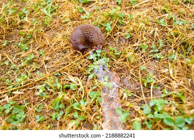 A Slug Leaving A Trail Of Slime In Its Path