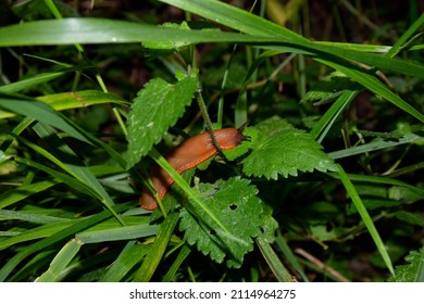 Slug Moving Through The Leaves Of The Garden Plants