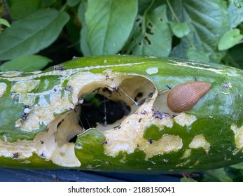 slug nature garden cucumber wildlife sommer - Shutterstock ID 2188150041