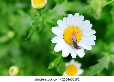 A Slug On The Flower