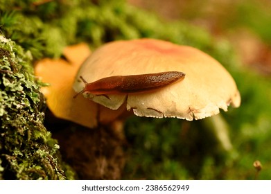 Slug on mushroom in the Perseigne forest, in Sarthe department, environment favorable to the two species. Autumn 2023, November 3. France (Europe).