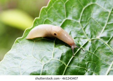 Slug On A Sheet