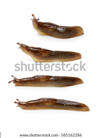 Slug on white background
