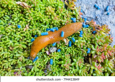 Slug With Slug Pellet