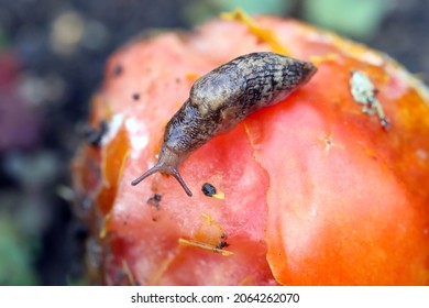 Slug - Plant Pest On Tomato. Snails It Eats A Variety Of Plants In The Garden Including Vegetables, Flowers And Herbs.