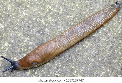 Slug With Pneumostome Or Breathing Pore