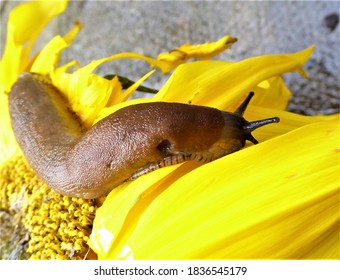 Slug With Pneumostome Or Breathing Pore On A Sunflower