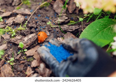 Slug poisoned bait for pest control. Gardener throwing handful of blue granules on ground to kill brown Spanish slugs. Snail trap. Invasive animals