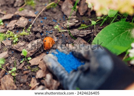 Slug poisoned bait for pest control. Gardener throwing handful of blue granules on ground to kill brown Spanish slugs. Snail trap. Invasive animals