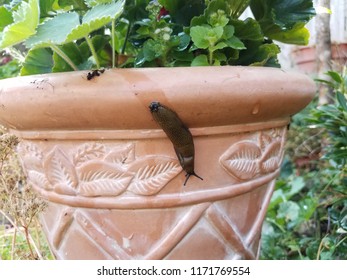 Slug And Slime Trail On Clay Pot With Plant With Green Leaves