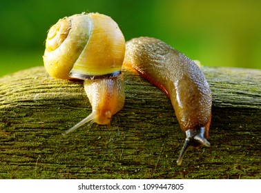 Slug And A Snail