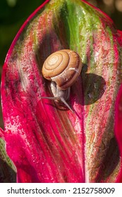 Slug , Snail, Insect, Nature, Macro, Animal,