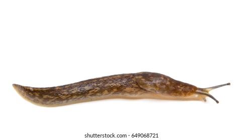 Slug Snail On White Background