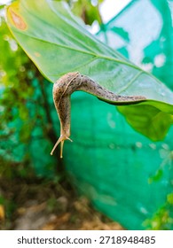 A slug which is an apparently shell-less terrestrial gastropod mollusk. 