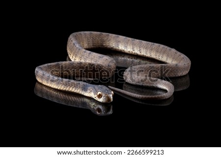 slug-eating snake isolated on black background, Pareas carinatus, a snail-eating snake