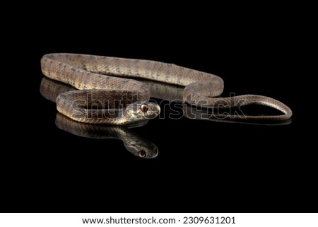 slug-eating snake isolated on black background, Pareas carinatus, a snail-eating snake