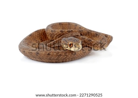 slug-eating snake isolated on white background, Pareas carinatus, a snail-eating snake
