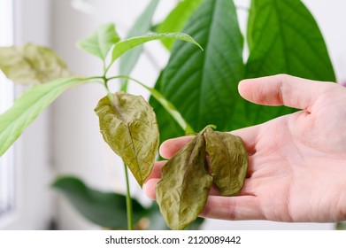 Sluggish Fallen Leaves In A Human Hand Next To A Dry Leaf Of A Dying House Plant Close-up. Selective Narrow Focus.