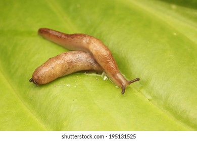 40 Hosta slug damage Images, Stock Photos & Vectors | Shutterstock