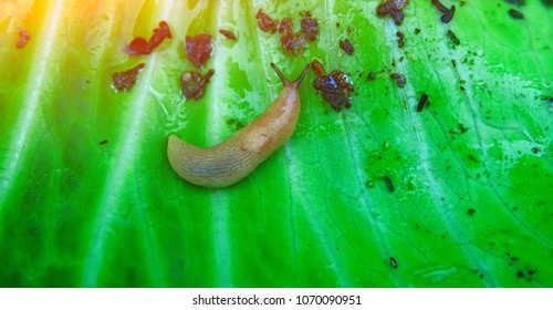 slugs-eating-garden-leaves-cabbage-pest-stock-photo-1070090951