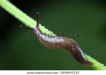 Slugs live on wild plants, North China