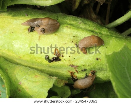 Slugs (molluscs of the gastropod class) that damage vegetable crops