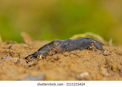 Slugs Are Shellless Gastropod Molluscs Of The Order Pulmonata.