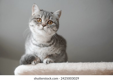 slver tabby british shorthair kitten perching on top of cat tree - Powered by Shutterstock