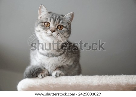 Similar – Image, Stock Photo Cute domestic British shorthair golden cat sitting on wooden surface in apartment and looking away