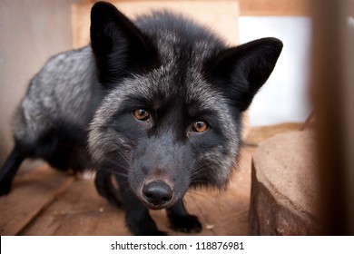 Sly black fox looks straight at us