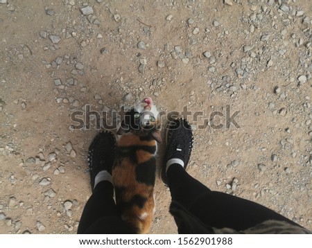 sly cat looking up at beautiful female legs in black shoes on ground. Asian anime style concept. Women wearing Hiking shoes with cat.