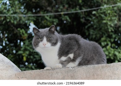 Sly Cat Staring At Passers-by