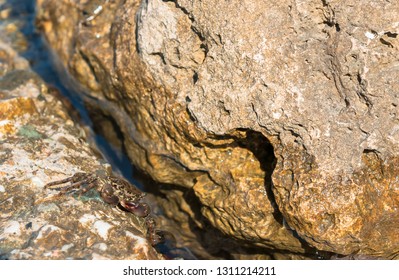 A Sly Crab With A Cunning Smile On A Big Stone Under Bright Sun