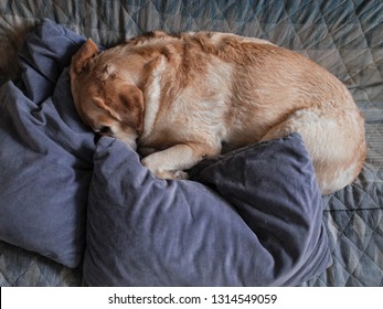 Sly Dog. A Dog Breed Labrador Lying On The Couch.