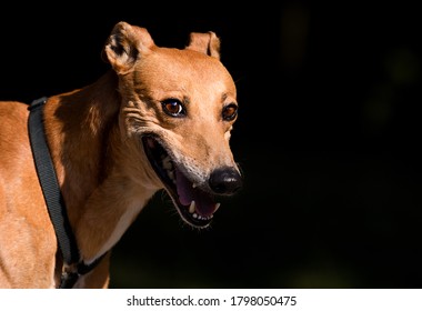 Sly Dog Smiling Looking Greyhound Breed