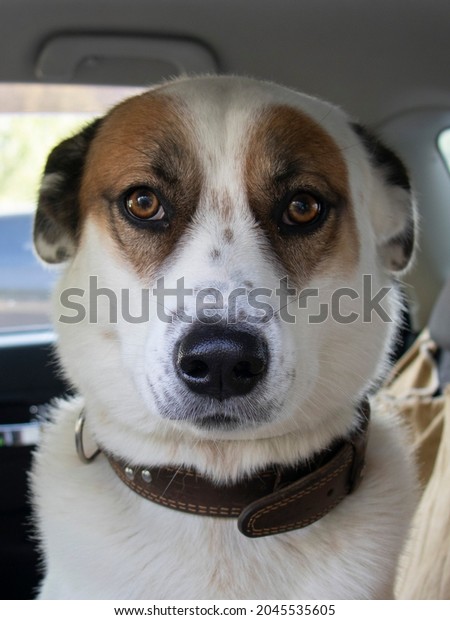 A sly expression on the dog\'s face. A white dog\
with brown spots around the eyes is sitting in the car. Waiting for\
the owner.
