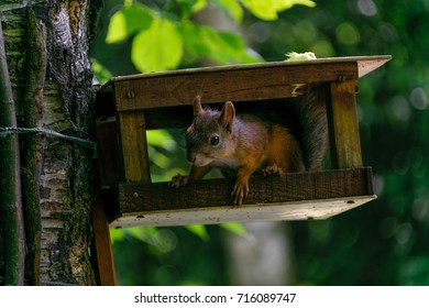 Sly Squirrel Looks From Feeder