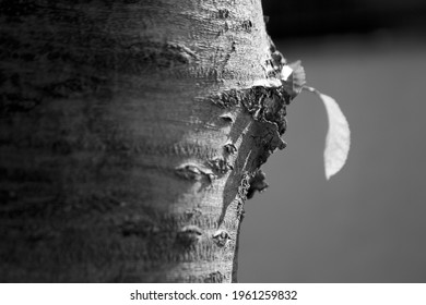 Smal Leaf On A Trunk, Wabi Sabi Culture