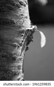 Smal Leaf On A Trunk, Wabi Sabi Culture