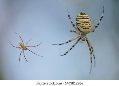 Smal male and big female of Argiope bruennichi (wasp spider) - species of orb-web spider - perfect macro details